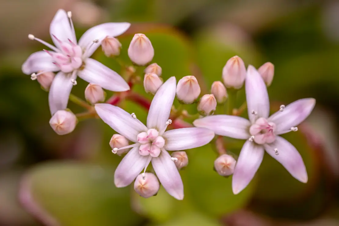 Münzenbaum (Crassula) [3]